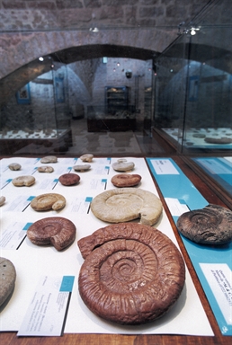 Museo Geopaleontologico Naturalistico Antropico Ornitologico "Brancaleoni", PIOBBICO