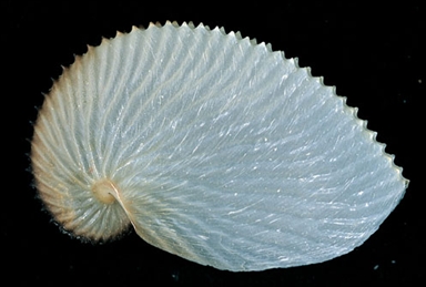 Mollusco cefalopode argonauta argo