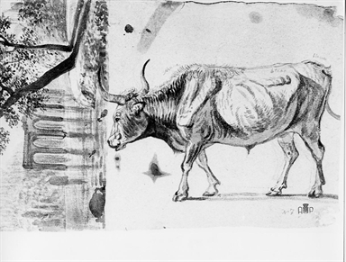 mucca, paesaggio; asini