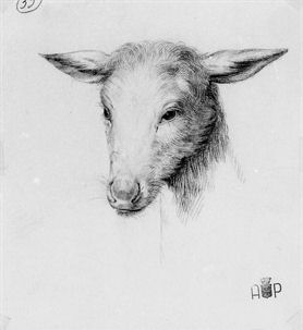 Agnello