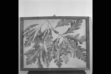 ramo di quercia americana