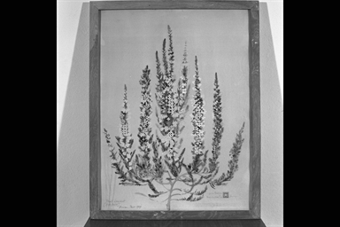 fiori
