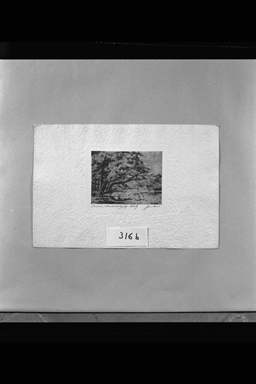 Paesaggio con alberi