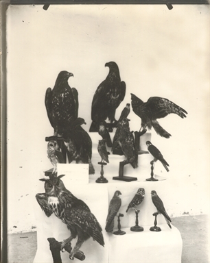 Raccolta degli imbalsamatori Simoncelli. Gruppo Rapaci