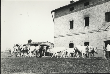 Vacche nel cortile