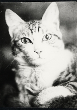 Gatto