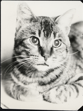 Gatto