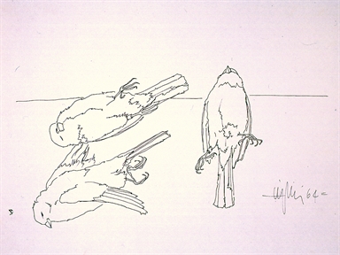 uccelli