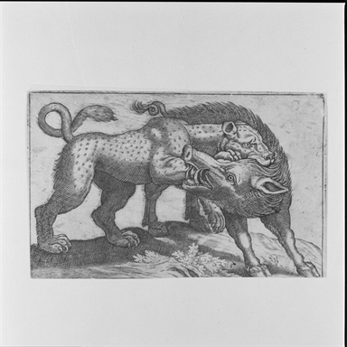 pantera che assale un cinghiale