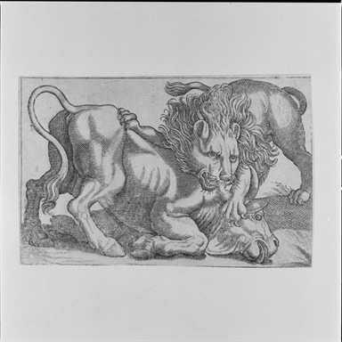 leone che azzanna un bue