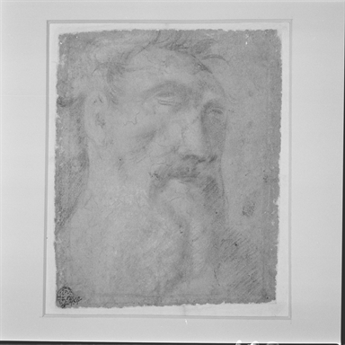 testa d'uomo con barba