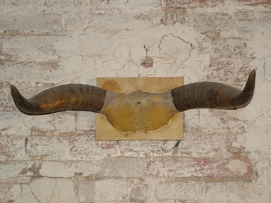 corna di bue