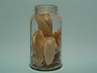 set di ossi di seppia