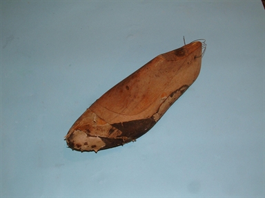 forma scarpa