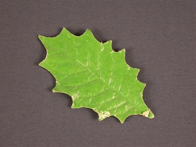 serie foglie di agrifoglio