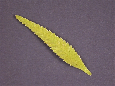 serie foglie lanceolate