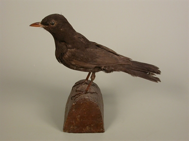 Turdus merula - merlo
