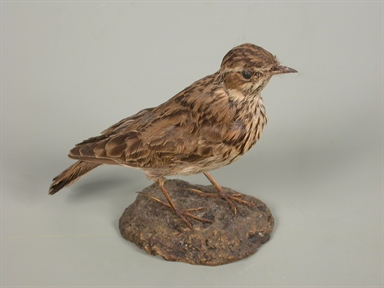 Anthus pratensis - pispola