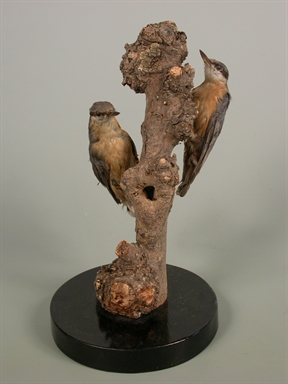 Sitta europaea - picchio muratore