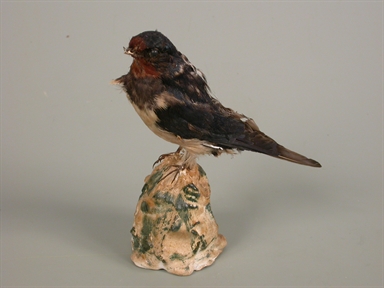 Hirundo rustica - rondine