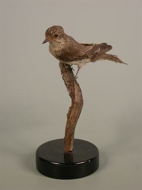 Muscicapa striata - pigliamosche