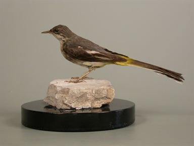 Motacilla cinerea - ballerina gialla