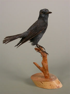 Monticola solitarius - passero solitario