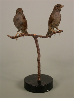 Prunella modularis - passera scopaiola