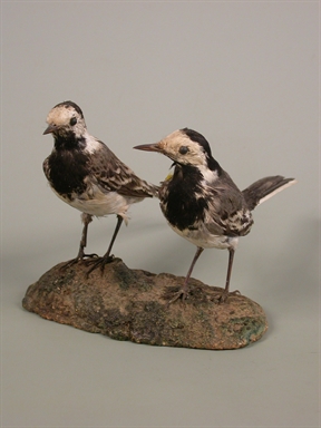 Motacilla alba - ballerina bianca