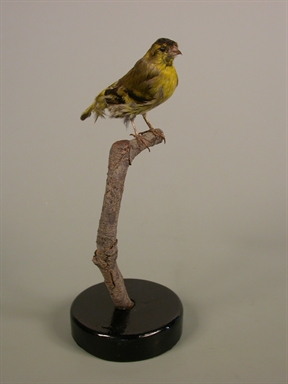 lucarino - lucherino