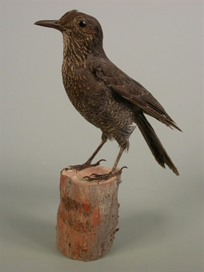 Monticola solitarius - passero solitario