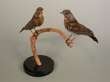 Turdus pilaris - cesena