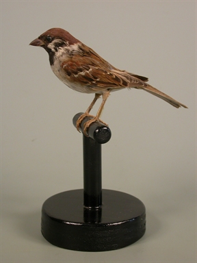 Passer montanus - passera mattugia