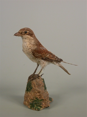 Lanius colluria - averla piccola