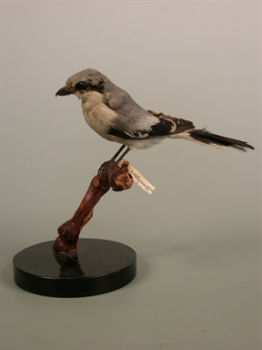 Lanius exubitor - averla maggiore