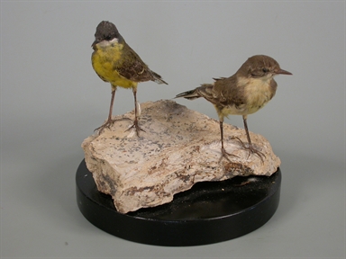 Motacilla flava - cutrettola