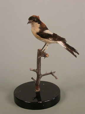 Lanius senator - averla capirossa