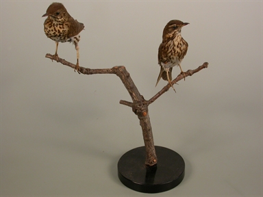 Turdus philomelos - tordo bottaccio