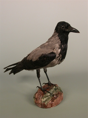 Corvus cornix - cornacchia grigia