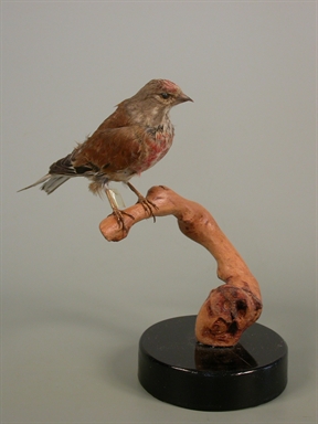 Carduelis cannabina - fanello