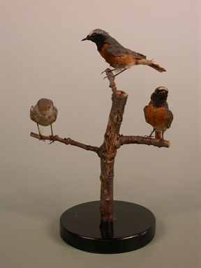 Phoenicurus phoenicurus - codirosso