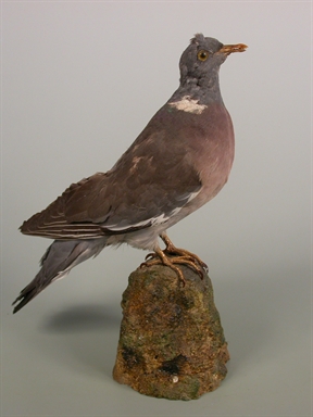 Columba palumbus - colombaccio