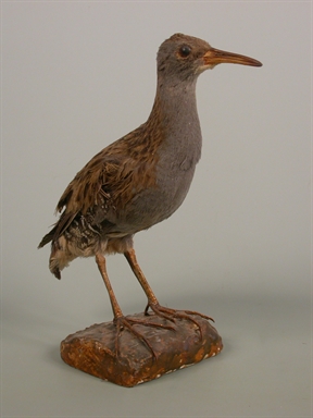 Rallus aquaticus - porciglione