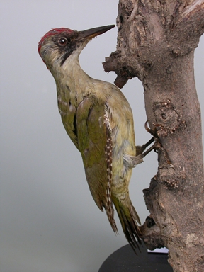 Picus viridis - picchio verde