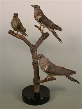 Cuculus canorus - cuculo