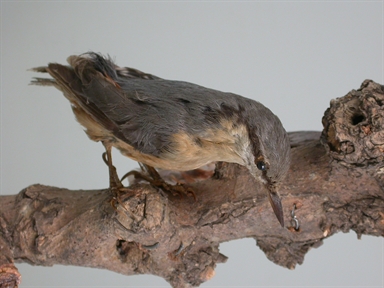 Sitta europaea - picchio muratore