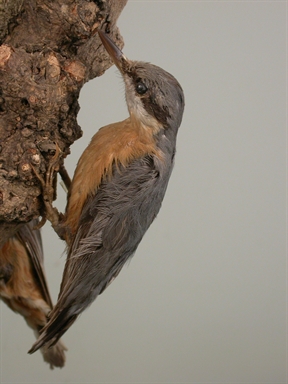 Sitta europaea - picchio muratore