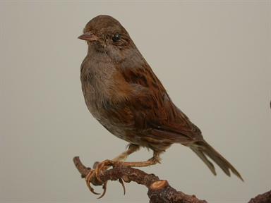 Prunella modularis - passera scopaiola