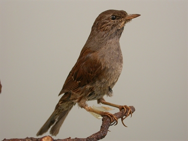 Prunella modularis - passera scopaiola