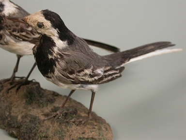Motacilla alba - ballerina bianca